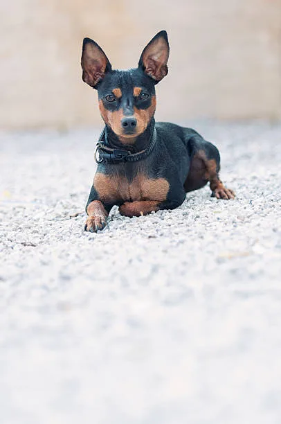 Light brown miniature pinscher chihuahua mix brown Training and Socialization