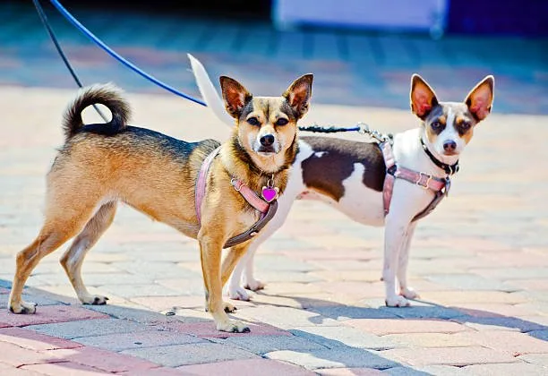 Light brown miniature pinscher chihuahua mix brown Health Considerations
