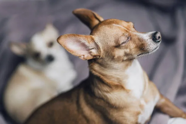 Light brown miniature pinscher chihuahua mix brown Adoption and Rescue