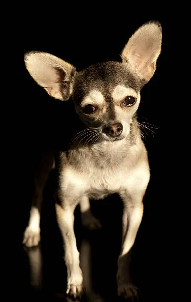 Light brown miniature pinscher chihuahua mix brown Diet and Nutrition
