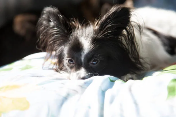 long hair chihuahua and yorkie mix Conclusion and Adoption Tips