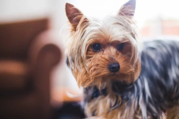 long hair chihuahua and yorkie mix Health and Lifespan