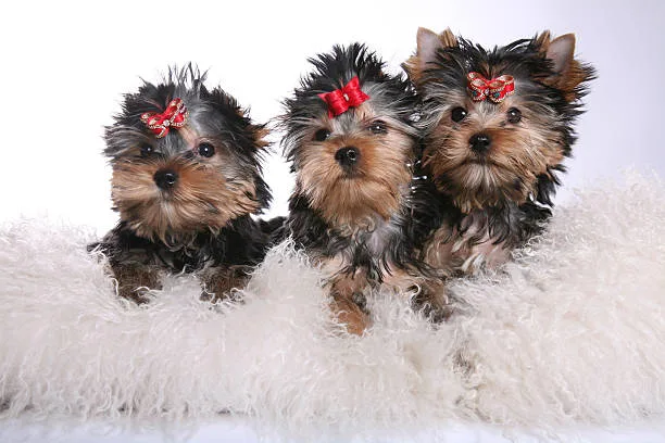 long hair chihuahua and yorkie mix Caring for Your Chorkie: Health and Training Essentials