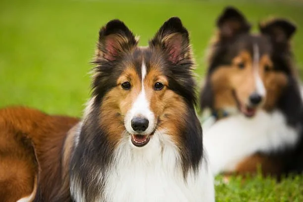 long hair chihuahua papillon mix Adoption Tips