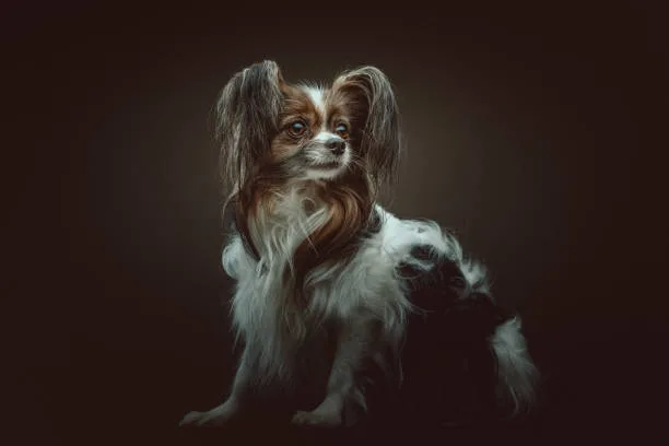 long hair chihuahua papillon mix Training and Intelligence
