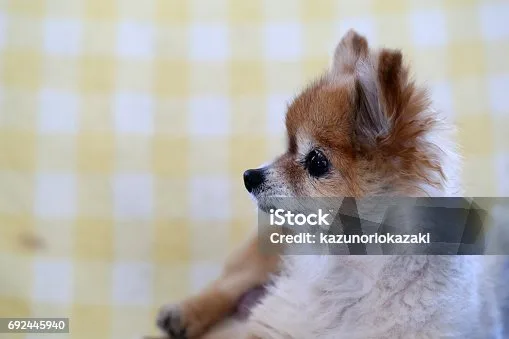 long hair chihuahua papillon mix Grooming and Care for the Unique Coat of the PapChi