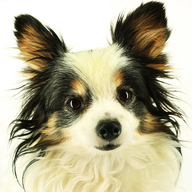 long hair chihuahua papillon mix Temperament and Behavior