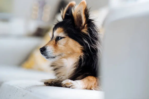 long hair chihuahua papillon mix Diet and Nutrition