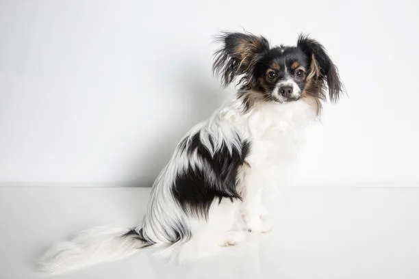 long hair chihuahua papillon mix Grooming Requirements