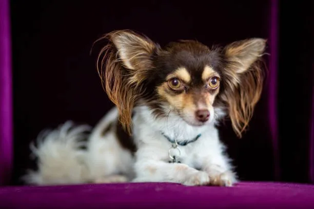 long hair chihuahua papillon mix Cost of Ownership