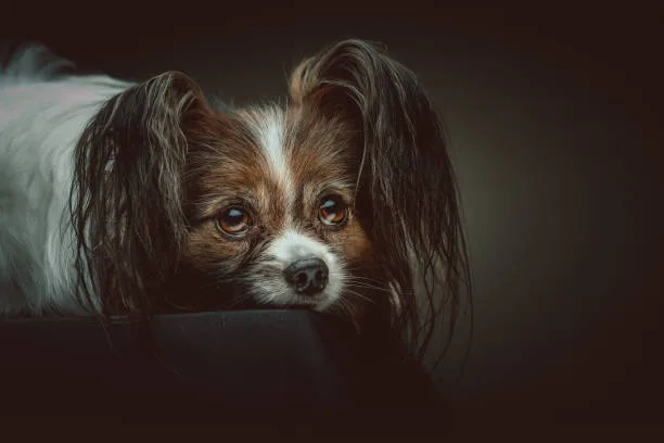 long hair chihuahua papillon mix Making the Decision
