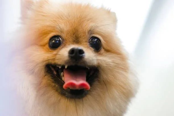 long hair chihuahua pomeranian mix Discover Sensual