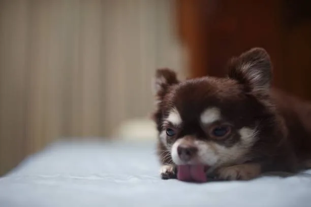 long hair chihuahua pomeranian mix Celebrate Seductive