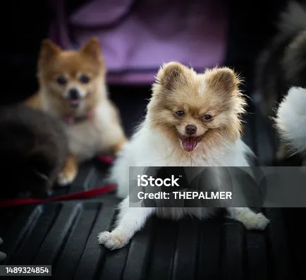 long hair chihuahua pomeranian mix Partake Delicious