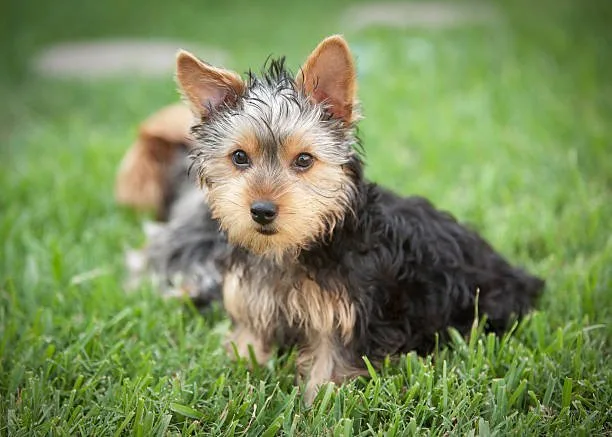  long hair chihuahua yorkie mix Discover Delicious