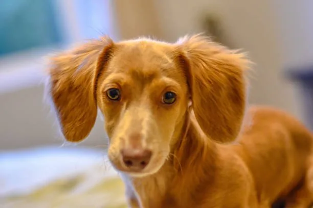 long haired chihuahua and dachshund mix Personality and Temperament