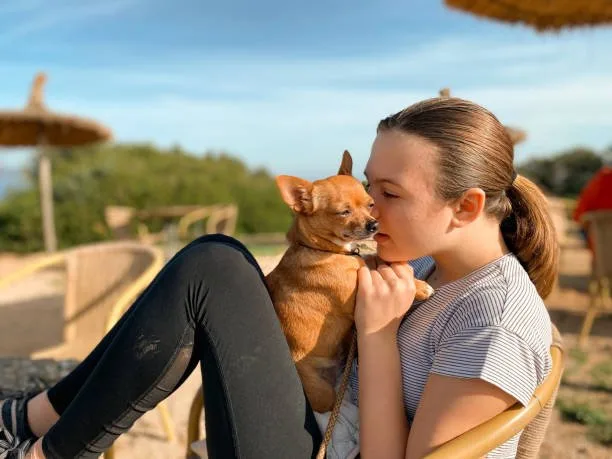 long haired chihuahua and dachshund mix Understanding the Chiweenie Breed Mix