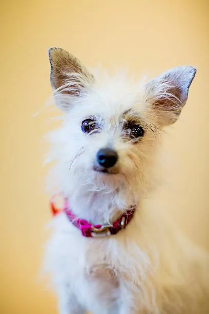 long haired chihuahua maltese mix Living Environment