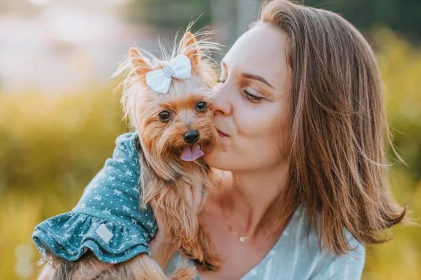 long haired chihuahua mixed with yorkie Cheers Mellow