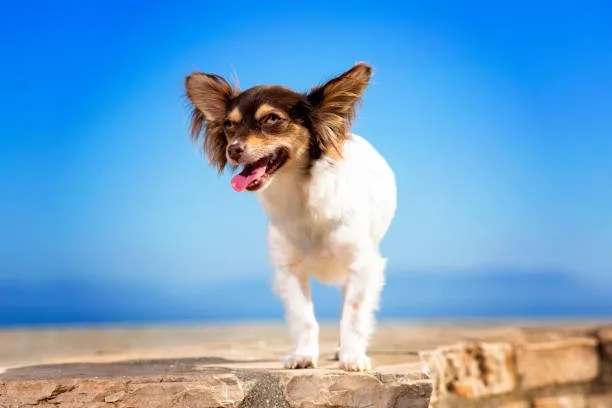  long haired chihuahua papillon mix Training and Exercise