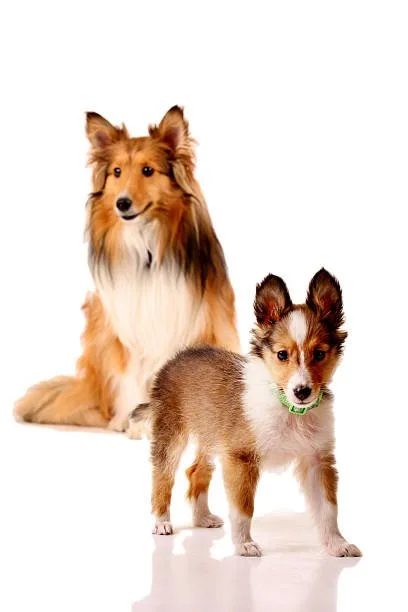  long haired chihuahua papillon mix The Charm of Long-haired Chihuahua-Papillon Mixes