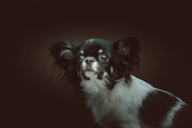  long haired chihuahua papillon mix Grooming Needs