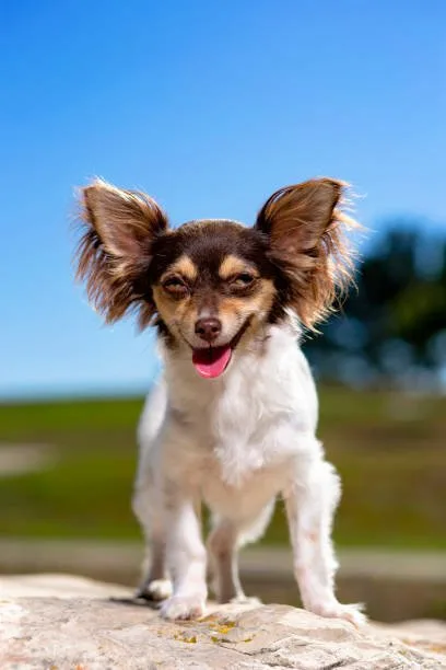  long haired chihuahua papillon mix Conclusion: Is the Chihuahua Papillon Mix Right for You?