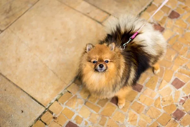  long haired chihuahua pomeranian mix Sample Balancing