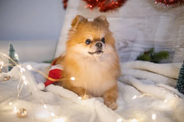  long haired chihuahua pomeranian mix Discover Colorful