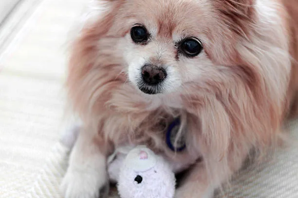  long haired chihuahua poodle mix The Ideal Home for a Chihuahoodledog
