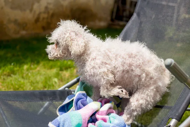  long haired chihuahua poodle mix Exercise Requirements