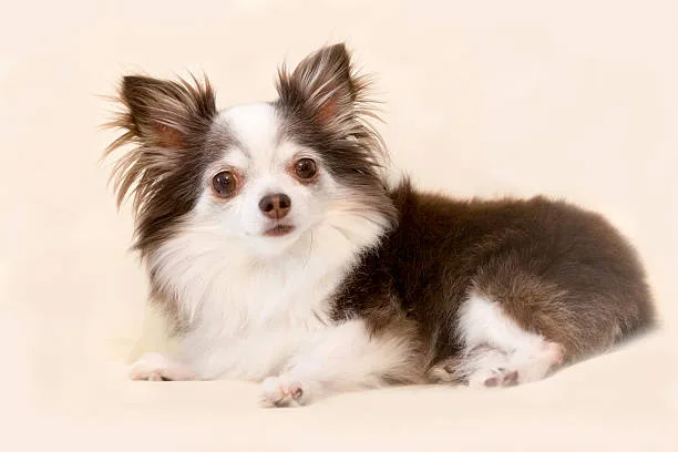  long haired jack russell chihuahua mix Delight Elegant