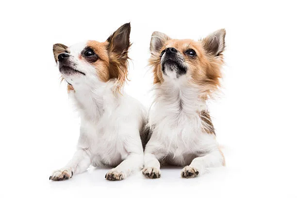  long haired jack russell chihuahua mix Partake Sophisticated