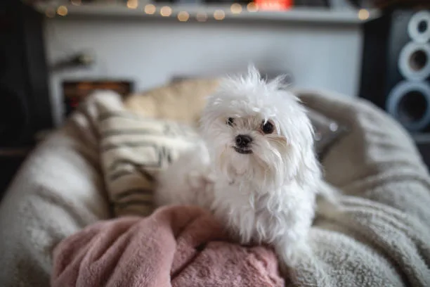 maltese and chihuahua mix dogs Exercise and Activity Levels