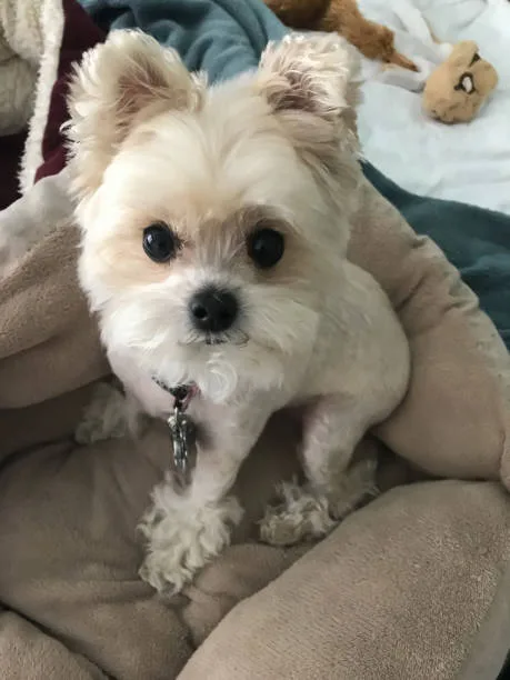 maltese and chihuahua mix dogs Diet and Nutrition