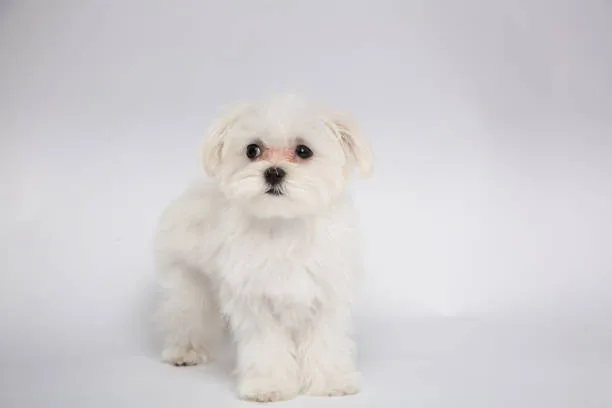 Mix Exquisite  maltese and chihuahua mix dogs