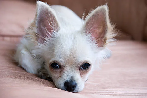  maltese and chihuahua mix Understanding the Popularity of Malchi as a Designer Dog