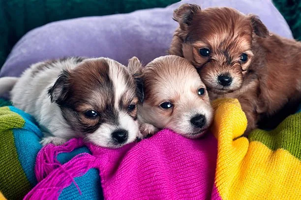  maltese and chihuahua mix puppies Grooming and Care