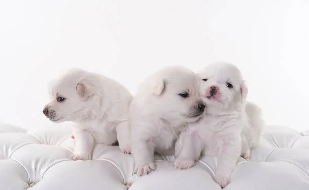  maltese and chihuahua mix puppies Temperament and Personality Traits