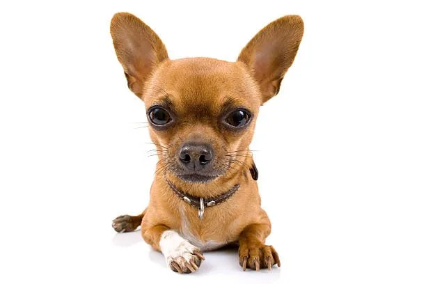  maltese chihuahua mix brown Exercise and Activity Levels