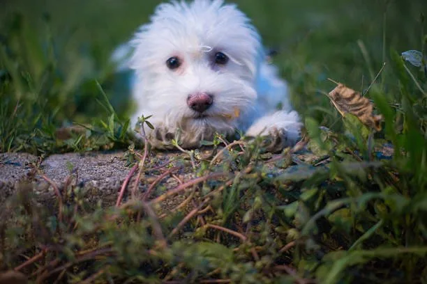  maltese chihuahua mix dog Malchi as a Family Pet