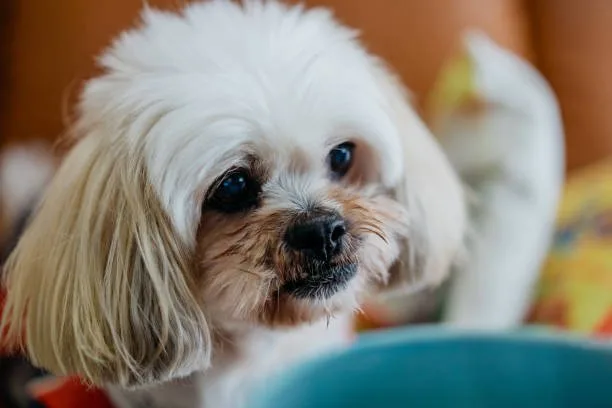Maltese chihuahua poodle mix Temperament and Behavior