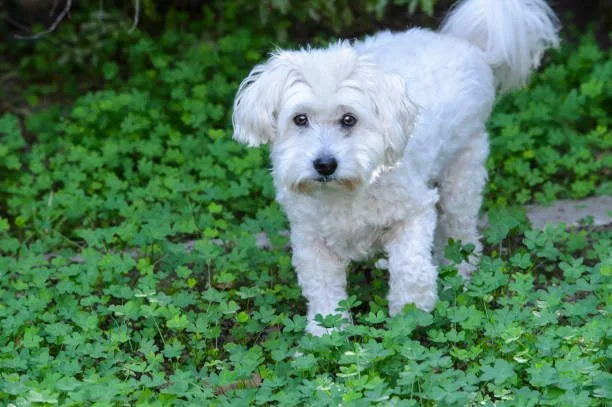 Maltese chihuahua poodle mix Considerations for Adopting Small Dog Hybrids