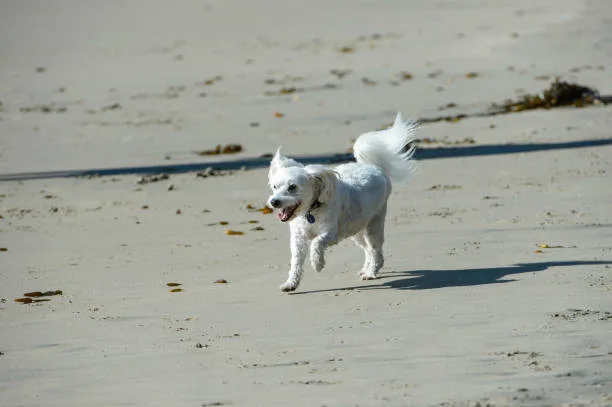Maltese chihuahua poodle mix Health and Wellness in Chihuahua Mix Breeds