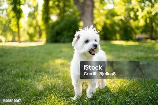  maltese chihuahua poodle mix Order Mellow