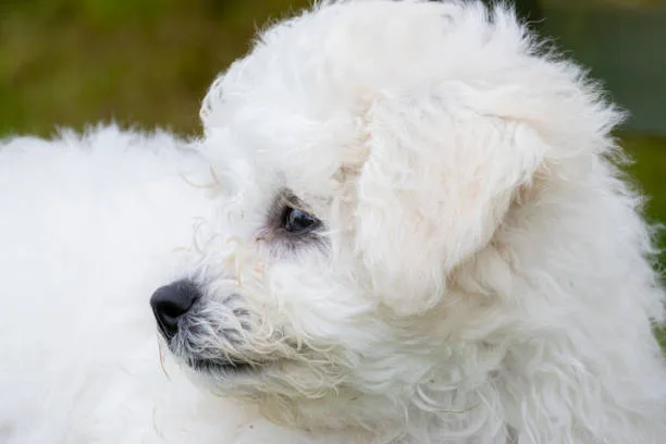  maltese chihuahua poodle mix The Role of Maltese Chihuahua Poodle Mix in Family Dynamics