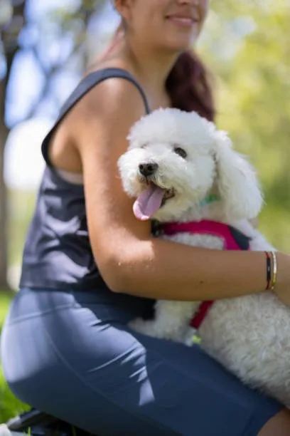 maltese mixed with a chihuahua Teacup Malchi and Toy Breed Considerations