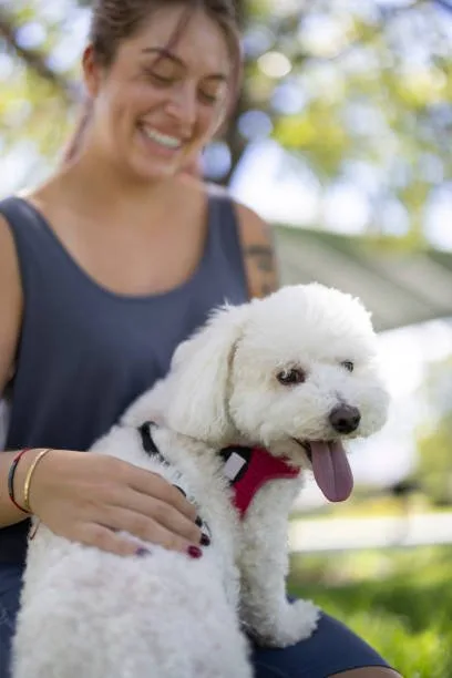  maltese mixed with chihuahua puppies Understanding Designer Breeds: The Malchi as a Case Study