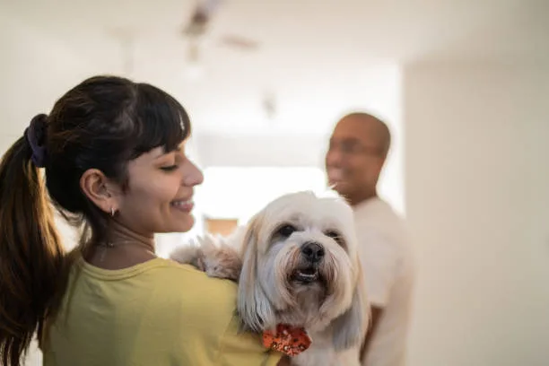  maltese mixed with chihuahua puppies Socialization Tips for Malchi Puppies
