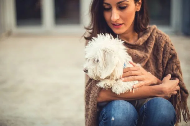  maltese mixed with chihuahua puppies FAQs About Maltese Chihuahua Mix Dogs